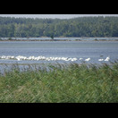 … Schwänen und …